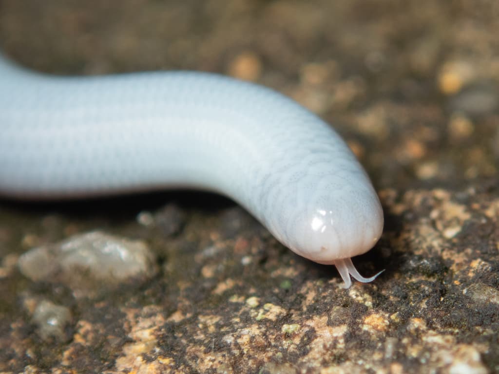 Brahminy blind snake