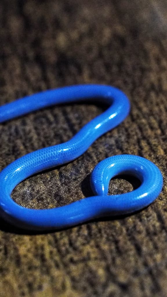 Brahminy blind snake photo 2