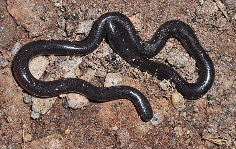 Brahminy blind snake photo 3