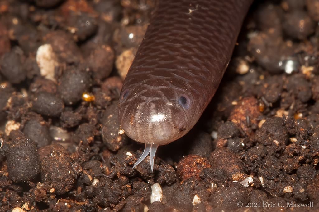 Brahminy blind snake photo 4
