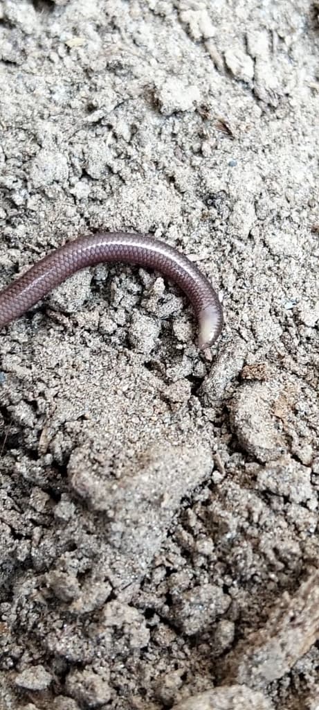 Slender blind snake photo 2