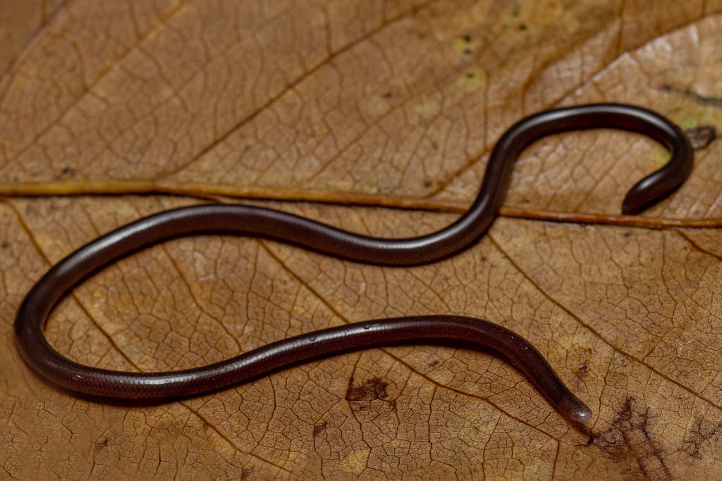 Slender blind snake photo 3