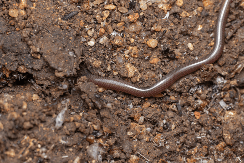 Slender blind snake photo 4