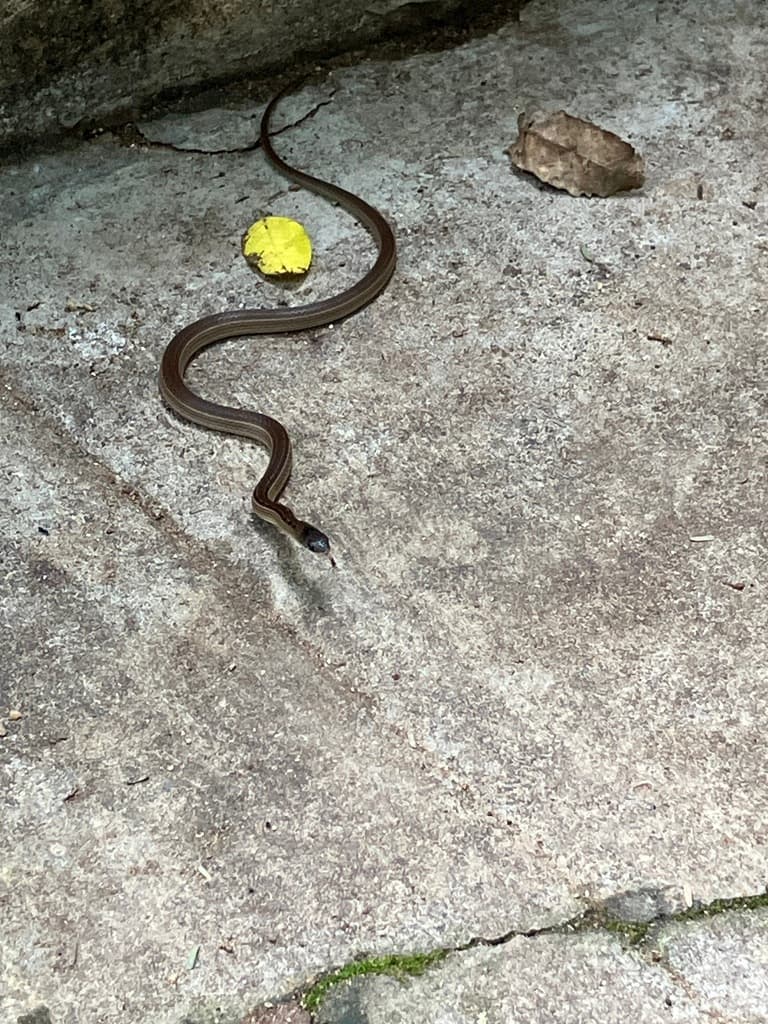 Lesser stripe-necked snake photo 2