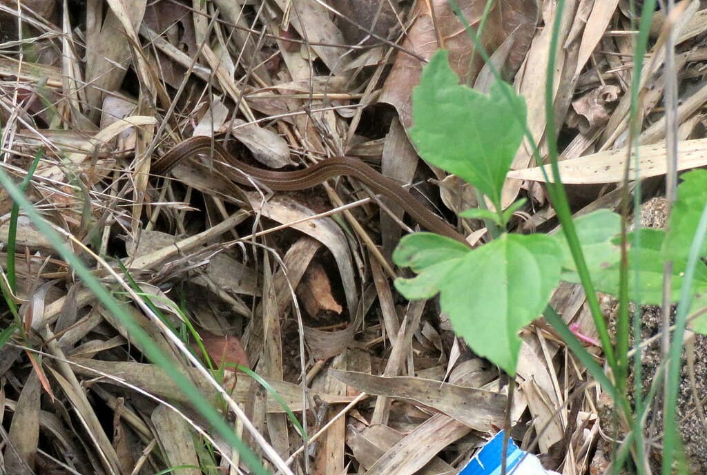 Lesser stripe-necked snake photo 3
