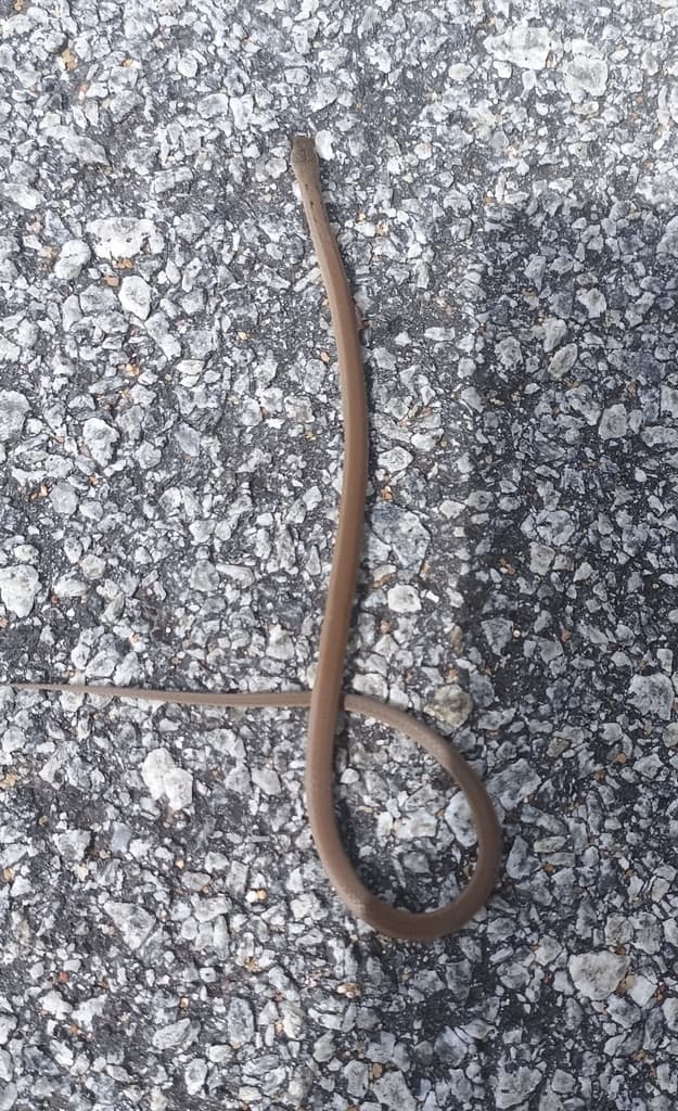 Lesser stripe-necked snake photo 4