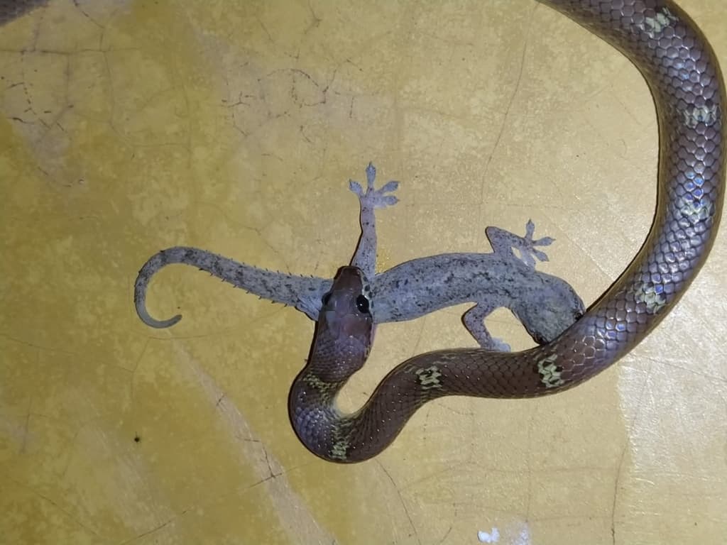 Colombo wolf snake photo 4