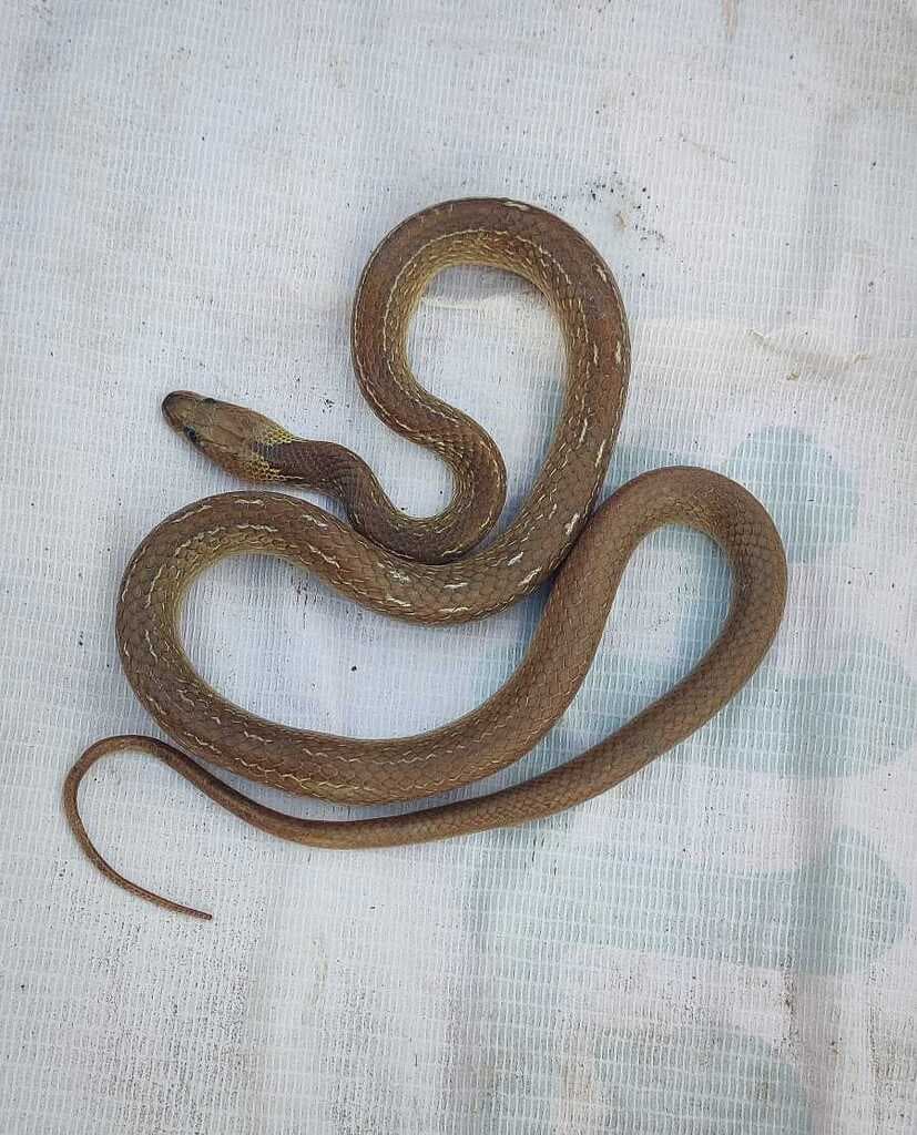Common wolf snake photo 3