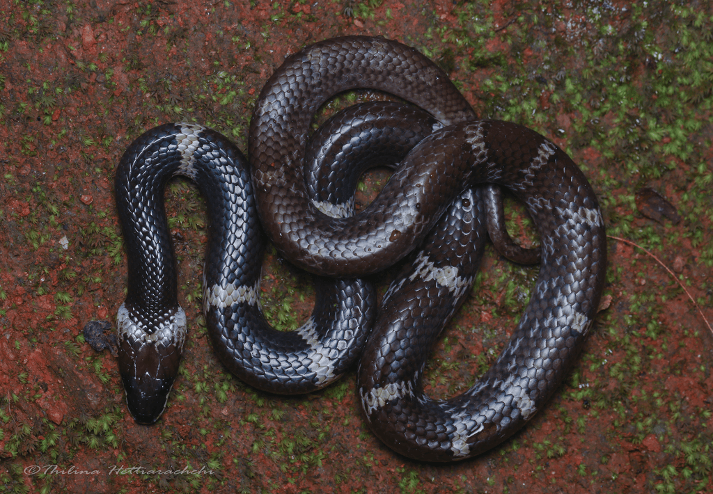 Common wolf snake photo 4