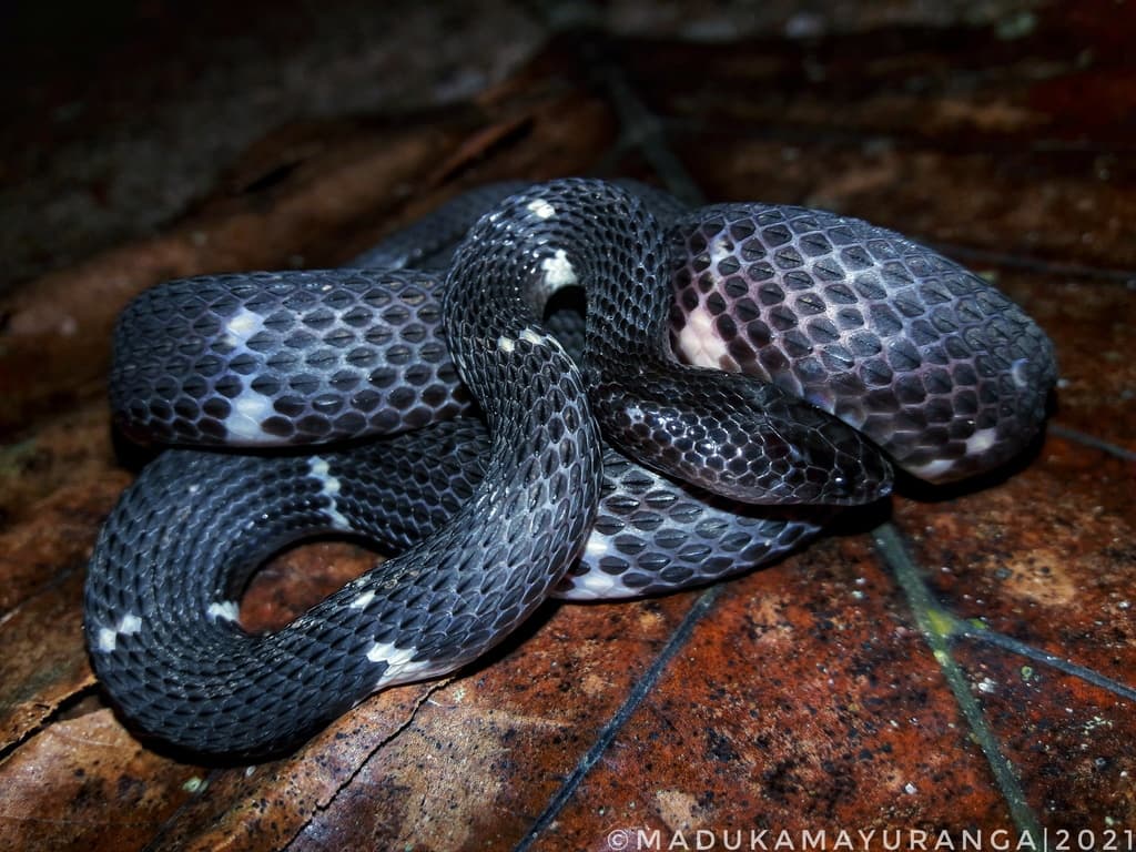 Sri Lanka wolf snake photo 2