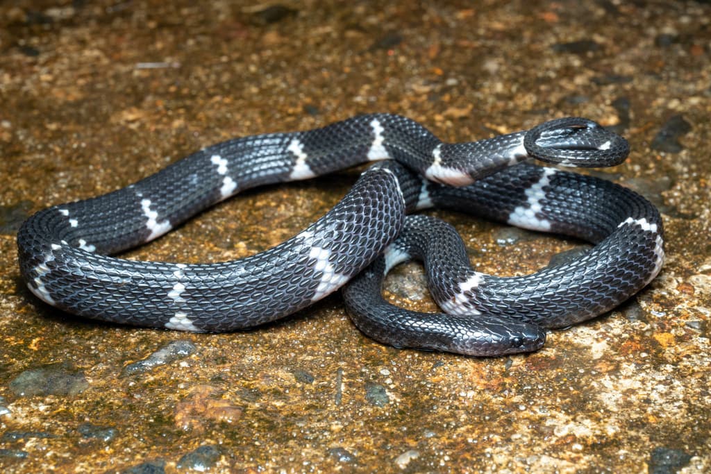 Sri Lanka wolf snake photo 3