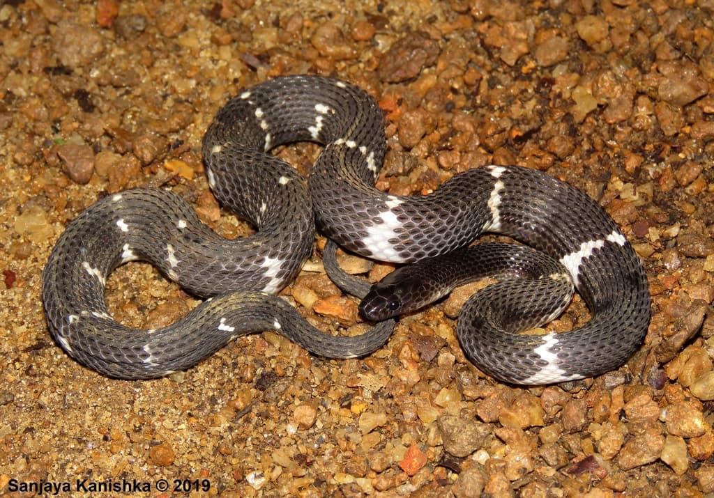 Sri Lanka wolf snake photo 4