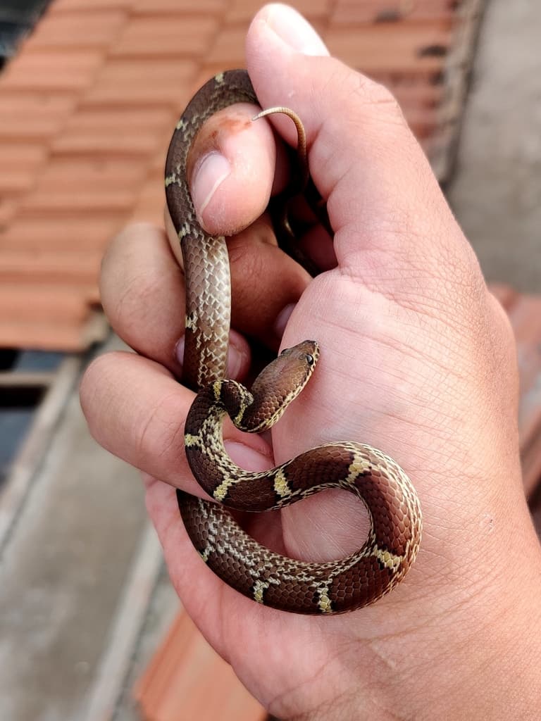 Banded wolf snake photo 3
