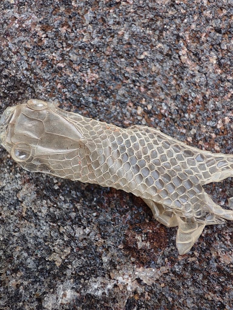 Common bridal snake photo 2