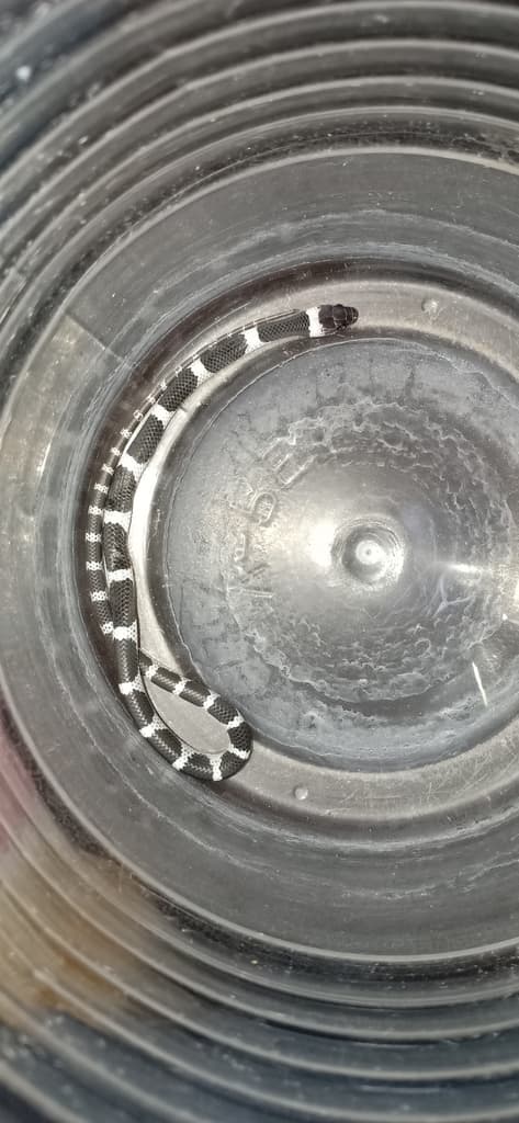 Common bridal snake photo 3
