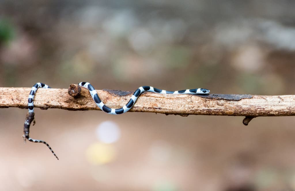 Common bridal snake photo 4