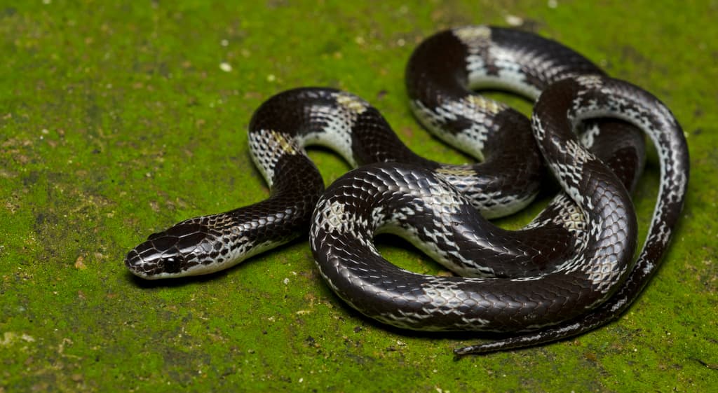 Barred wolf snake photo 2