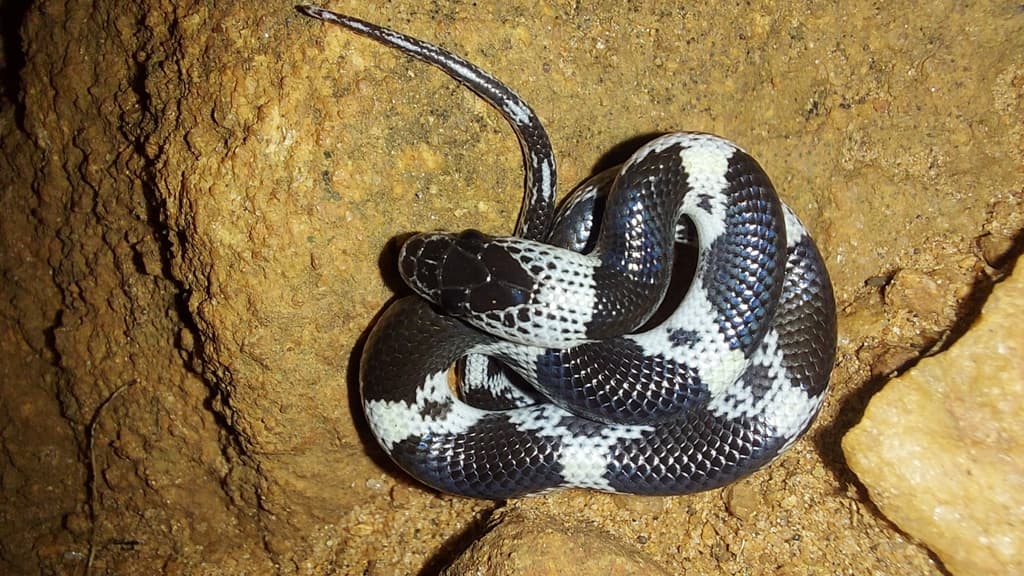 Barred wolf snake photo 3