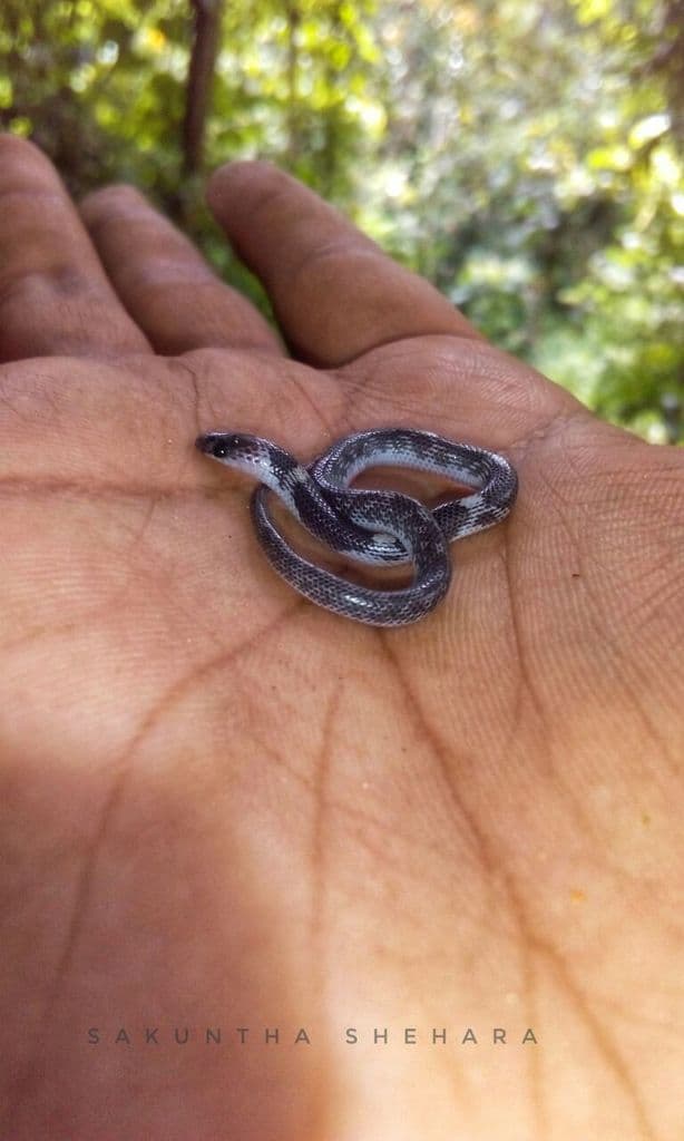 Barred wolf snake photo 4