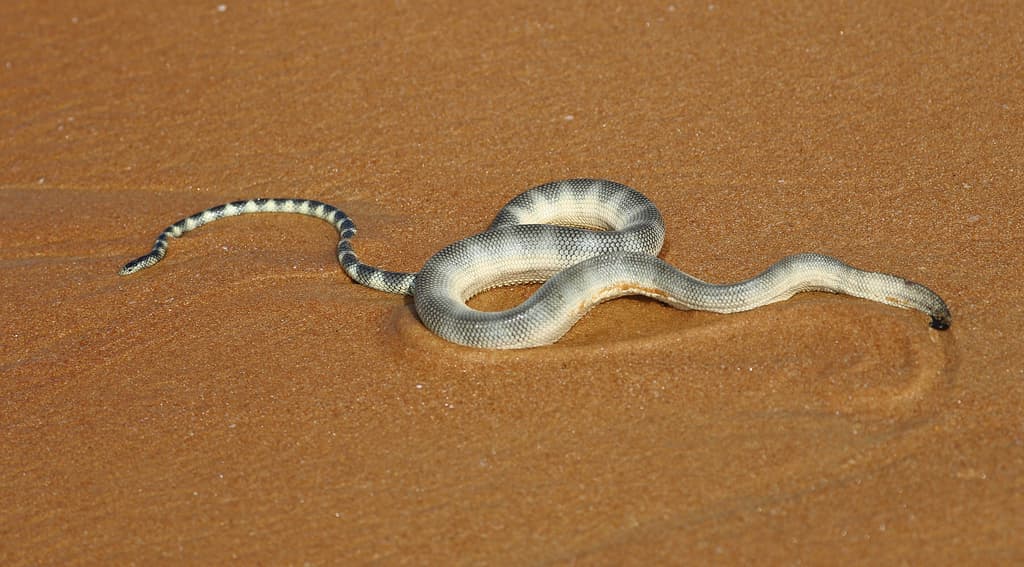 Slender sea snake photo 2