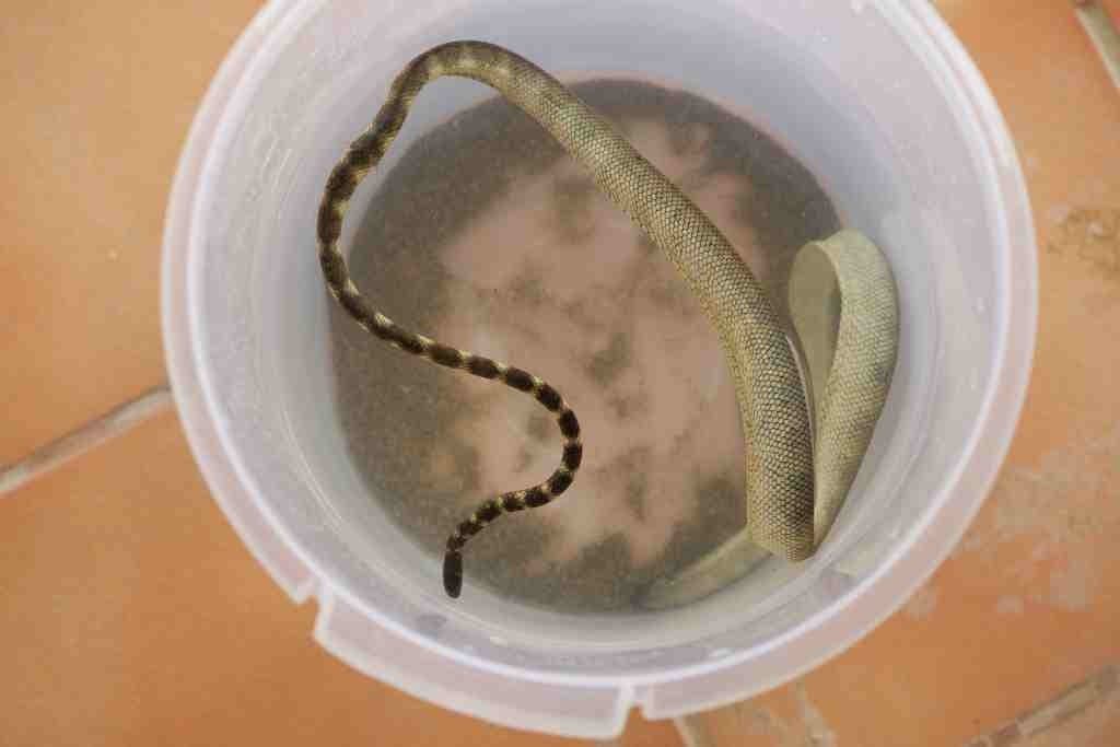 Slender sea snake photo 3