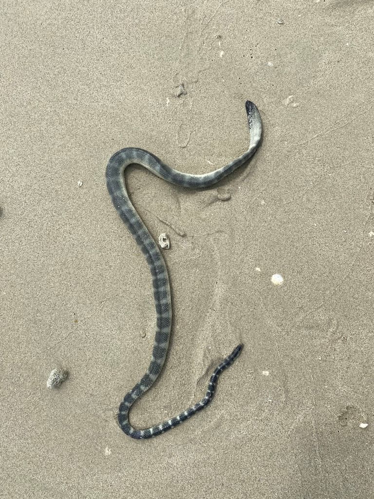 Slender sea snake photo 4