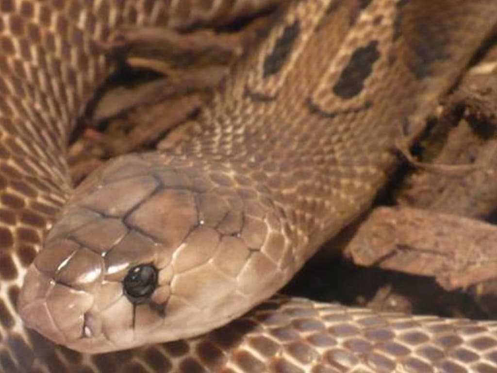 Indian cobra photo 2
