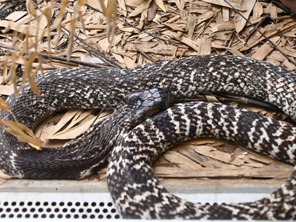 Indian cobra photo 3
