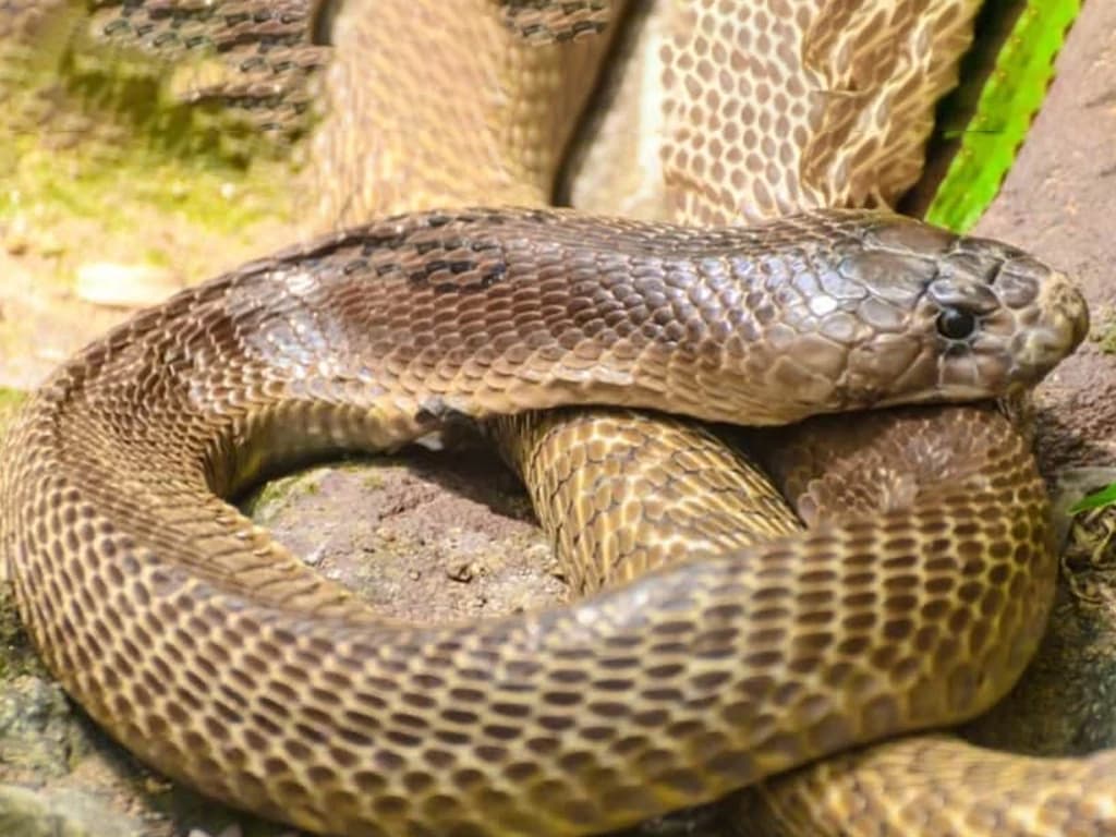 Indian cobra photo 4
