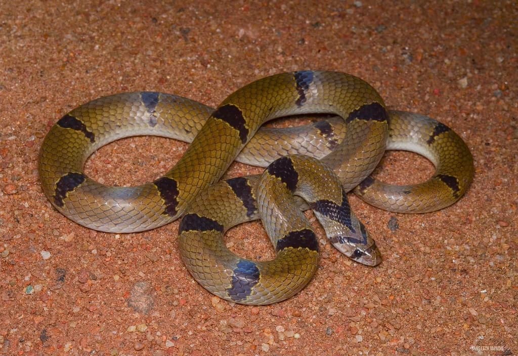 Banded kukri snake photo 2