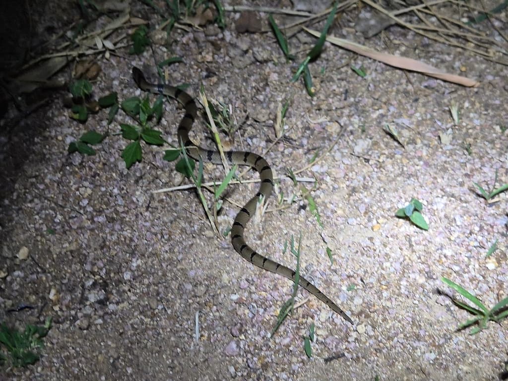 Banded kukri snake photo 3