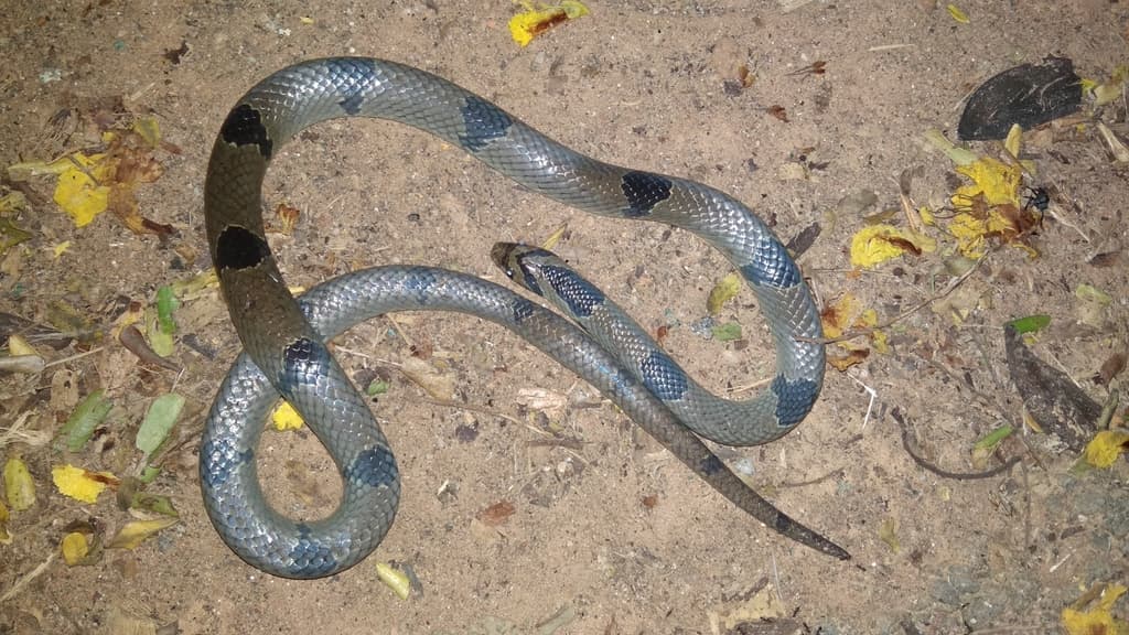 Banded kukri snake photo 4