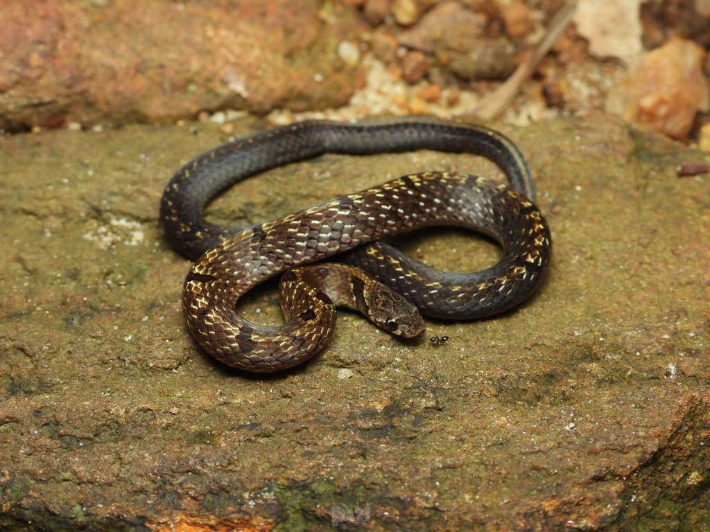 Templeton's kukri snake