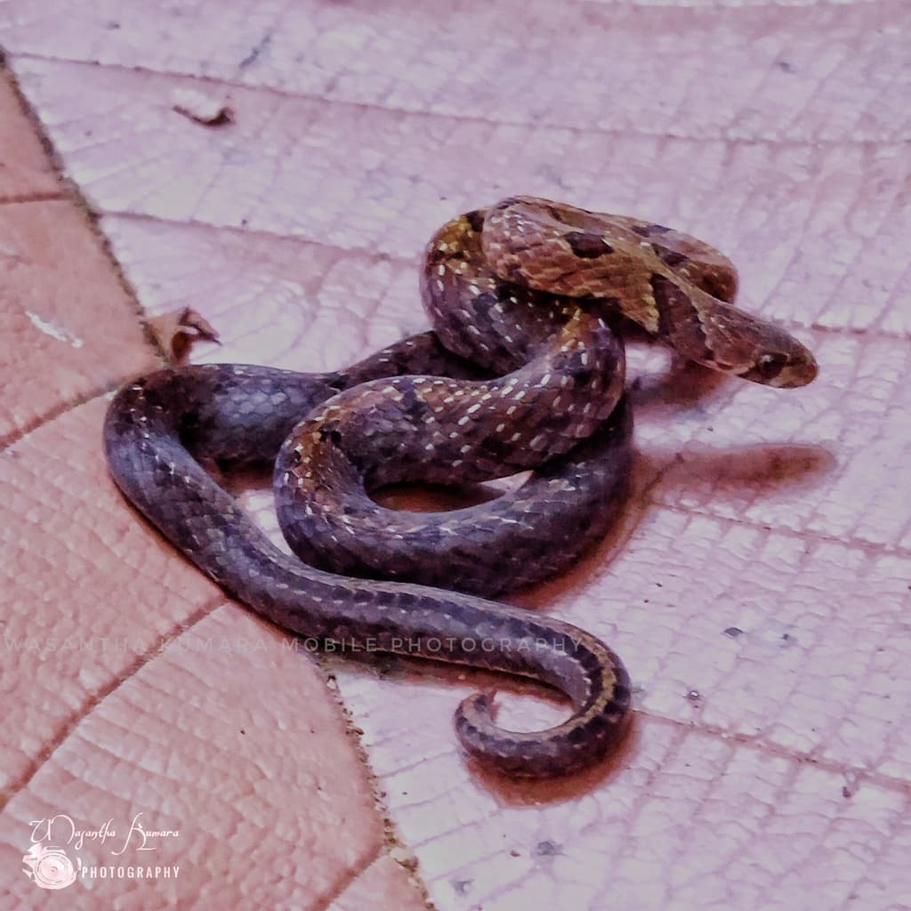 Templeton's kukri snake photo 2