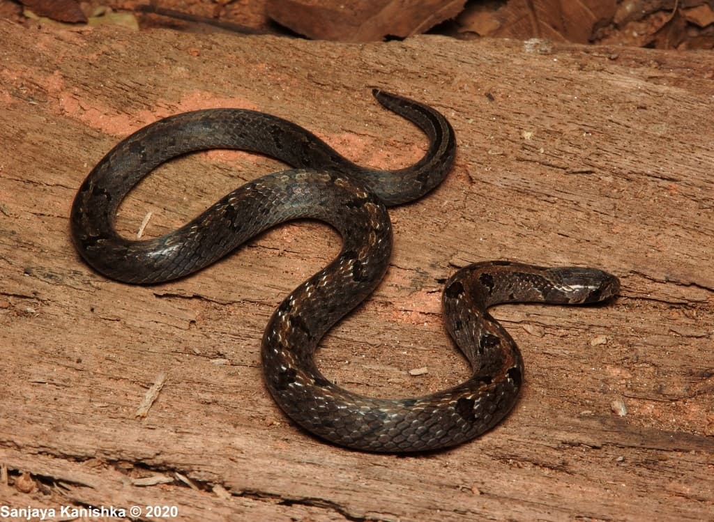 Templeton's kukri snake photo 3