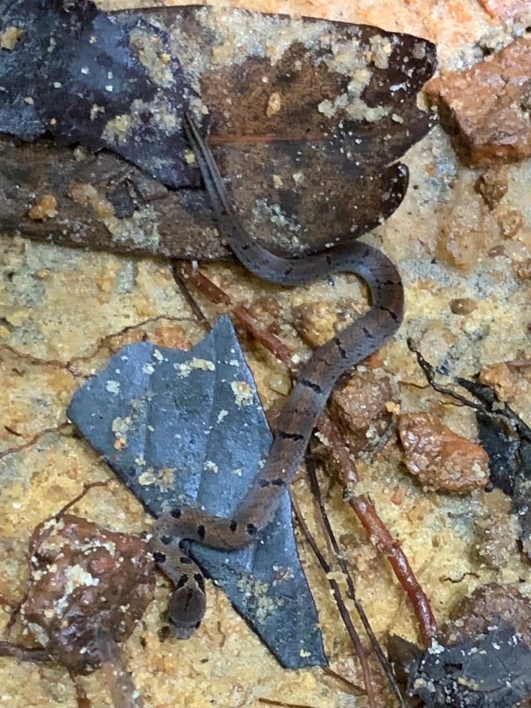 Templeton's kukri snake photo 4