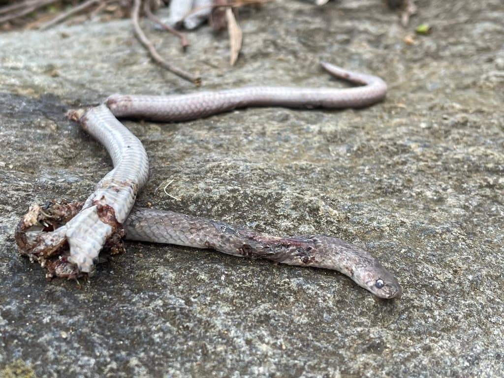 Streaked kukri snake photo 2