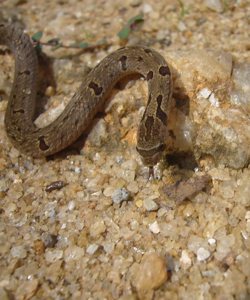 Streaked kukri snake photo 3