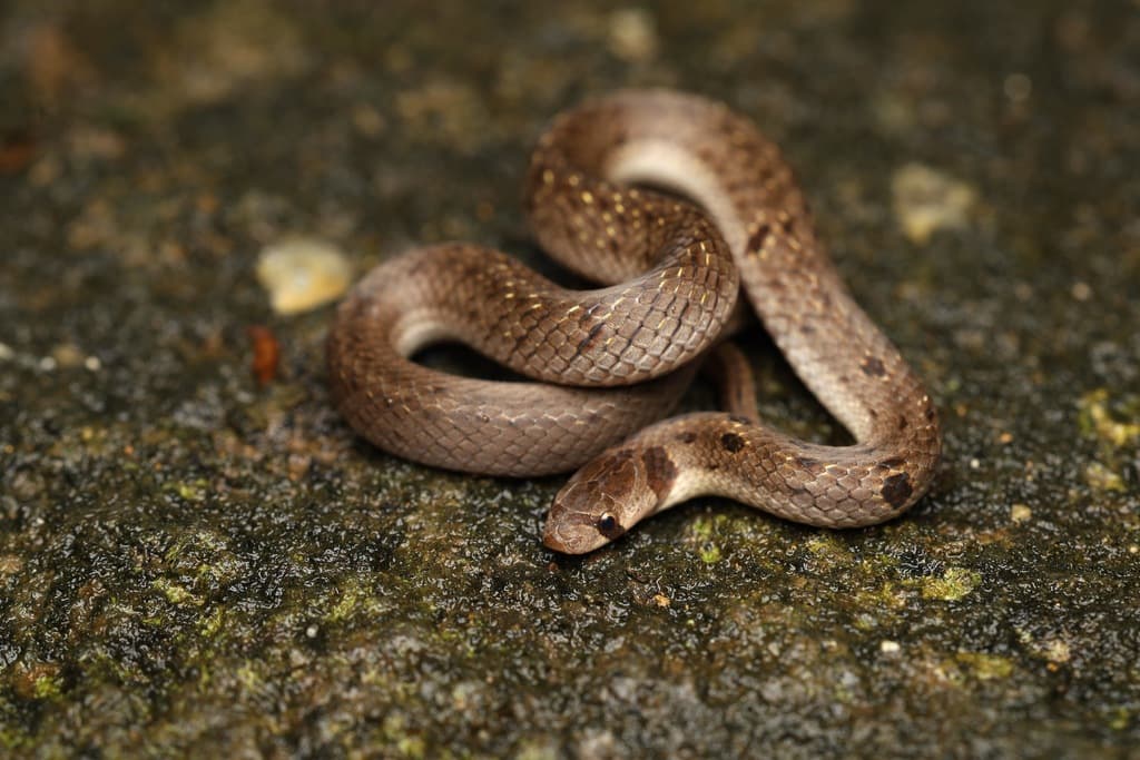 Streaked kukri snake photo 4