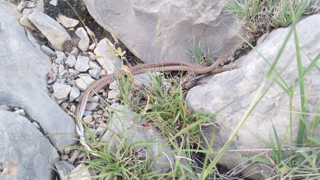 Variegated kukri snake photo 2
