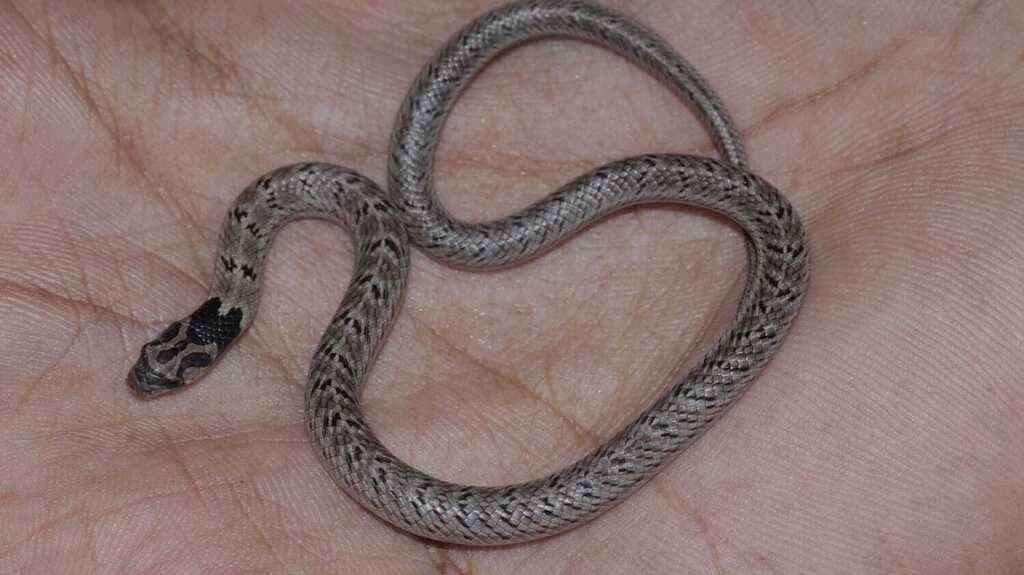 Variegated kukri snake photo 3