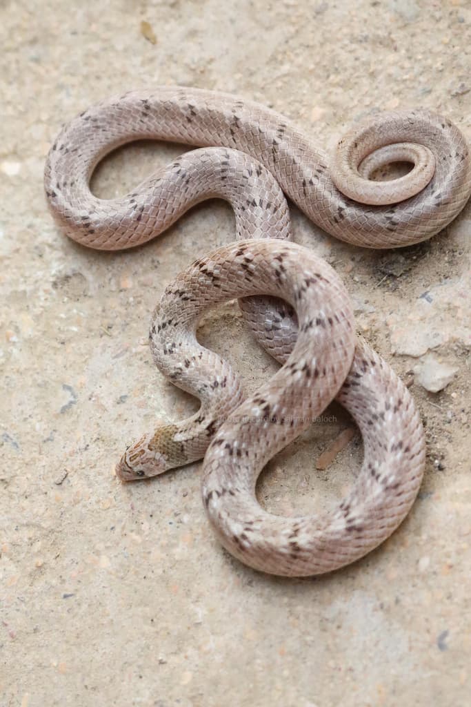Variegated kukri snake photo 4
