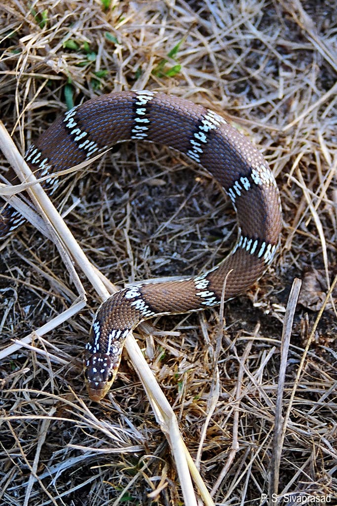 Joseph's racer photo 2