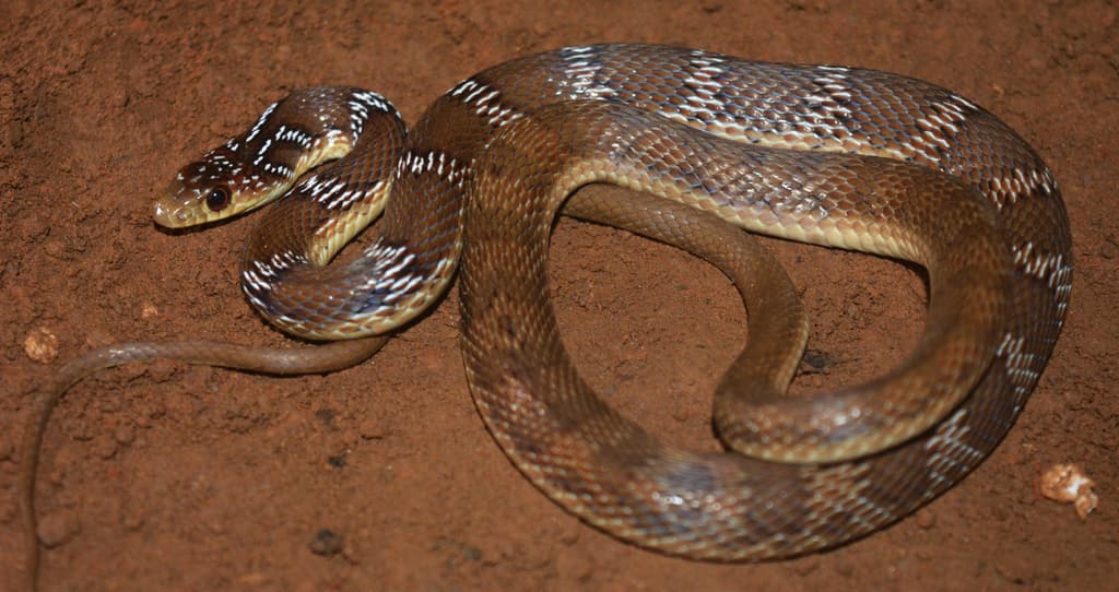 Joseph's racer photo 3