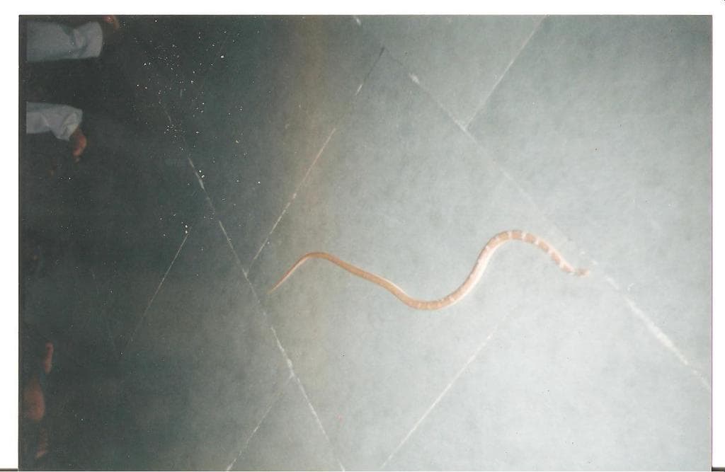 Joseph's racer photo 4