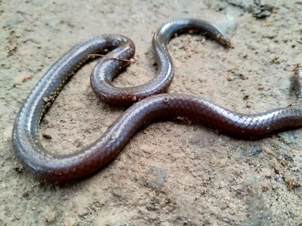 Madurai shieldtail photo 3
