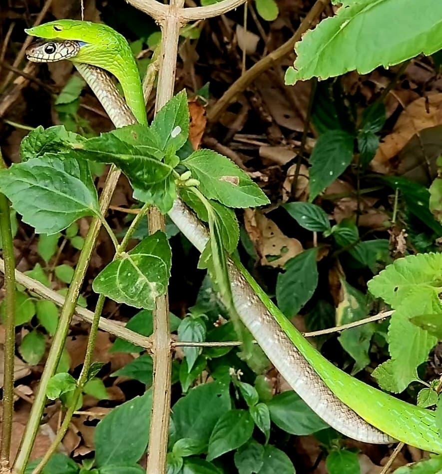Indian rat snake photo 2
