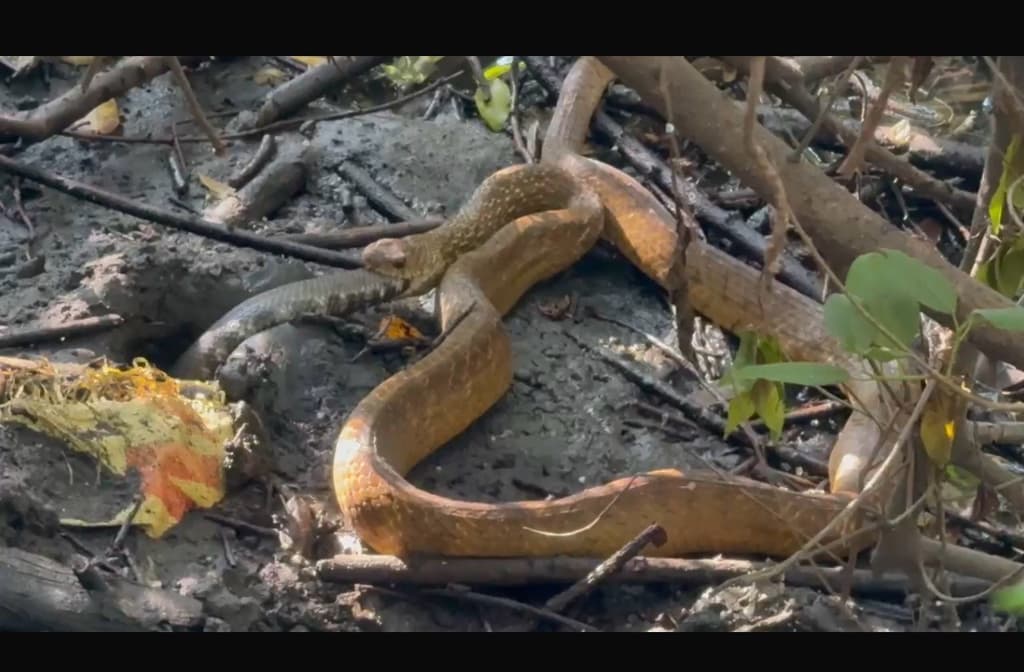 Indian rat snake photo 3