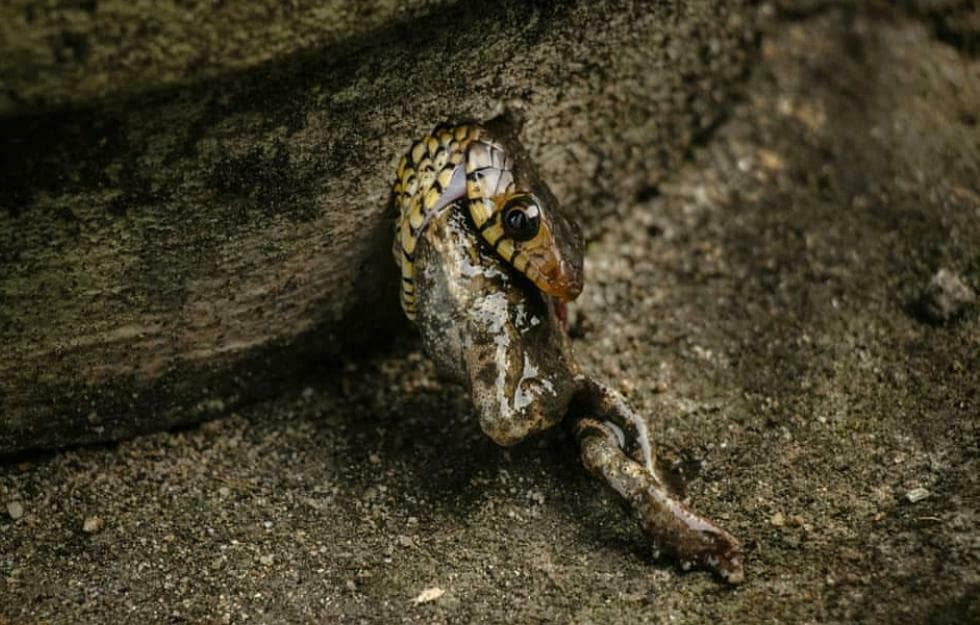 Indian rat snake photo 4