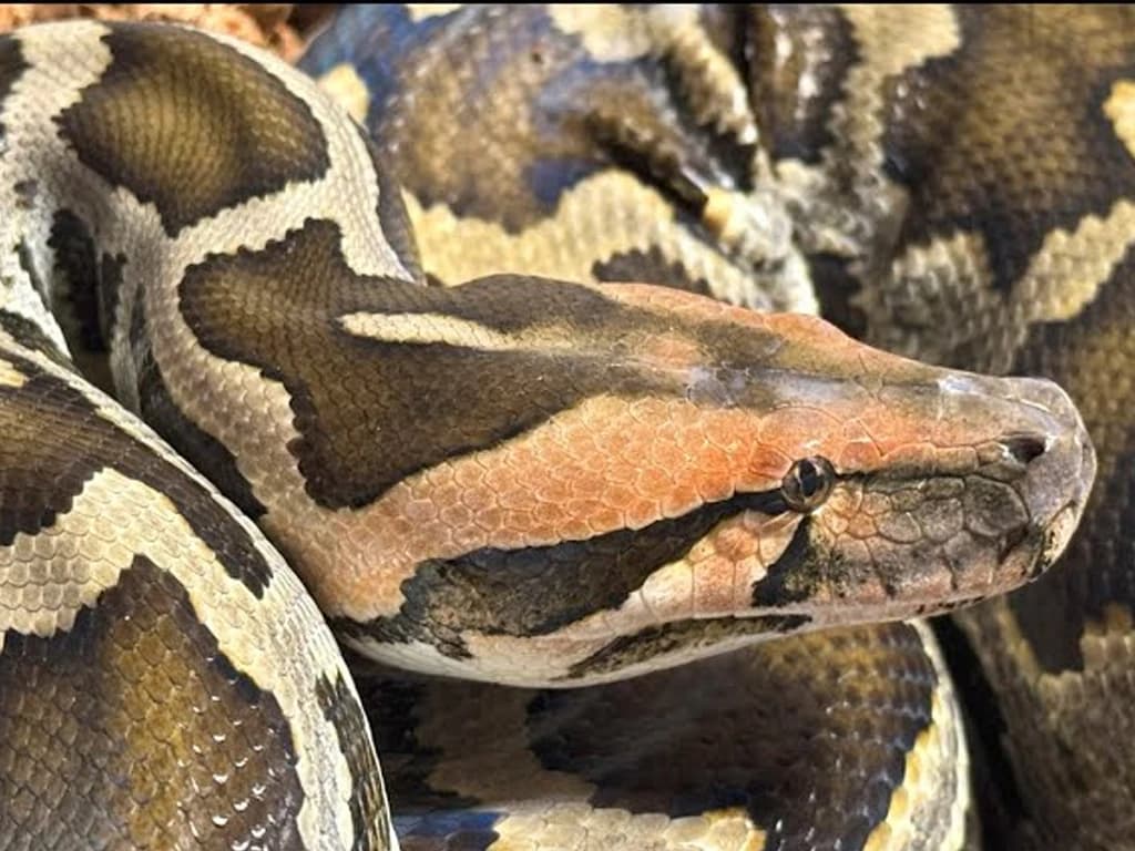 Indian rock python photo 2